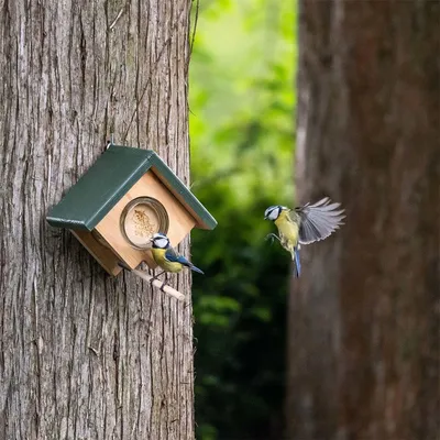 Produktbild von CJ Wildlife Erdnussbutterhaus - Wandmontage - Holz ( 100%) - braun/grün - für kleine Vögel - Gewichtssystem blockiert große Vögel