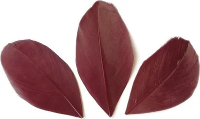 Image de 50 plumes coupées - Vin rouge 60 mm
