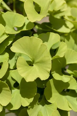 Produktbild von Ginkgo biloba 'Mariken', Fächerblattbaum, 40–60 cm