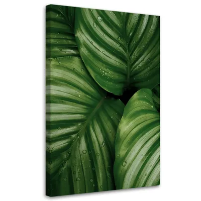 Produktbild von Leinwandbild Wassertropfen auf Blättern 60x90 Feeby Grün bild für die wand bereit zum aufhängen