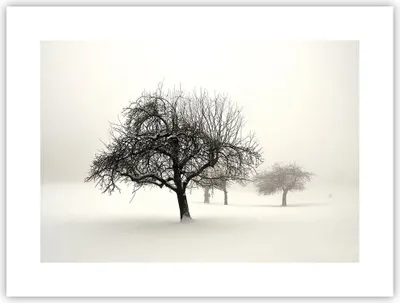 Produktbild von Poster - Poster ohne Rahmen - Bäume Schnee Nebel - 40x30 cm - Wand Bild - Wanddeko - Wandbilder - Kunstposter - Wandposter - Bilder - Kunstdruck - Wanddekoration - Wandbild - P2XAA40x30-4136