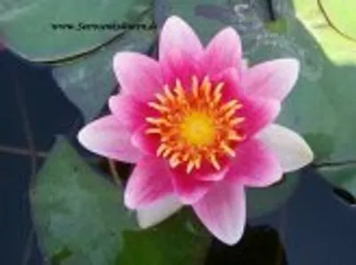 A close-up of a pink water lily flower with yellow and orange stamens, surrounded by green lily pads in dark water.