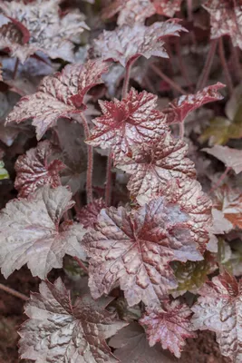 Produktbild von Heuchera micrantha 'Palace Purple', Purpurglöckchen, ca. 9x9 cm Topf