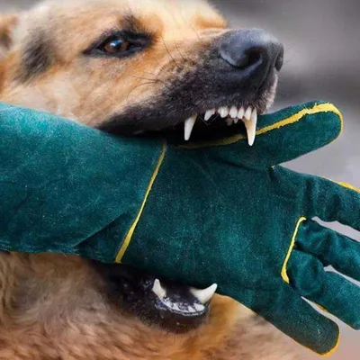 Multifunktionale bissfeste Haustierhandschuhe aus dickem Leder für Katzen und Hunde, kratzfeste lange Pflegehandschuhe aus