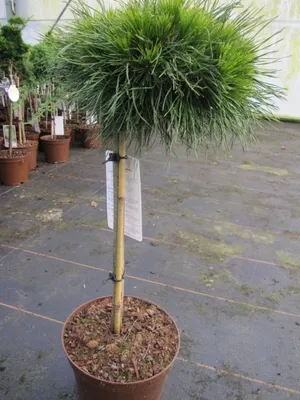 Produktbild von Pinus mugo Varella - Zwerg-Kugelkiefer Varella Stamm 40cm