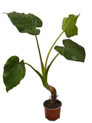 Produktbild von Alocasia cucullata Zimmerpflanze 60cm