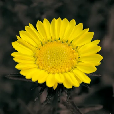 Produktbild von Blumen Kunstdruck Bild - Blütenzauber, Goldblume (100 x 100 cm)
