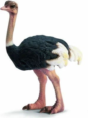Produktbild von Schleich 17030 - Wild Life - Strauß (14325)