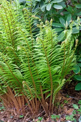 Produktbild von Dryopteris wallichiana, Wallichs Wurmfarn, ca. 9x9 cm Topf