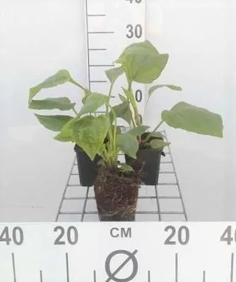 Produktbild von 6 x  Echinacea purpurea - Sonnenhut - Topf 9 x 9 cm