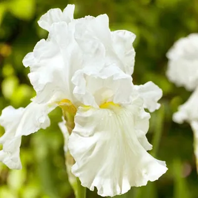 Obrázok produktu pre 6 x kosatce  - Iris germanica 'Immortality'  | Kvetináč 9 cm x 9 cm