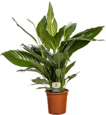 Produktbild von Spathiphyllum Bingo Cupido Ø19cm 80cm Einblatt mit weißen Blüten Zimmerpflanze
