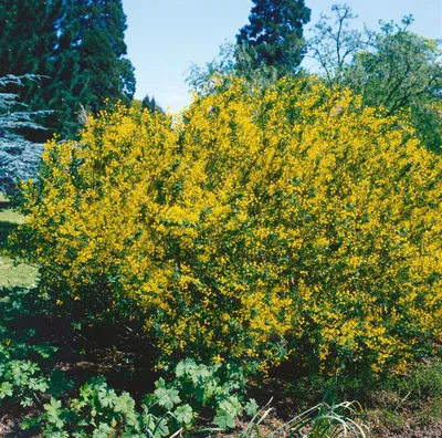 Produktbild von Cytisus sessilifolius, Besenginster, gelb, 20–30 cm