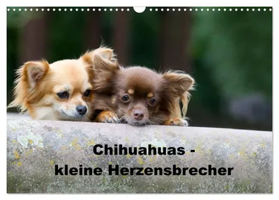 Produktbild von Kalender 2027 · US-Version · Chihuahua – kleine Herzensbrecher (Wandkalender 2027 17" × 12" Querformat), CALVENDO 12-Monats-Wandkalender
