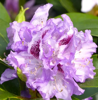 Produktbild von Rhododendron Hybride " Blue Peter " lavendelblau 40 - 60 cm