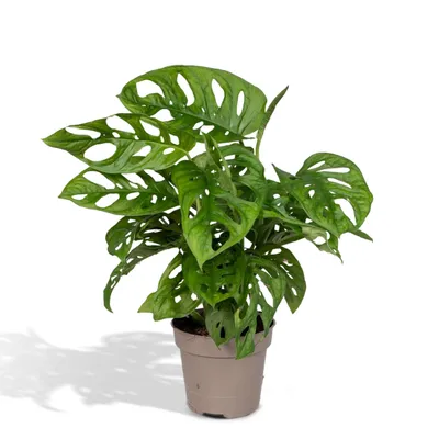 Produktbild von Meergroothandel Monstera Monkey Leaf (Lochpflanze) - 30 cm, Ø 12 cm