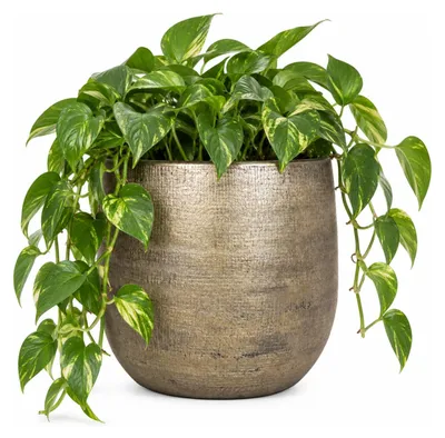 Produktbild von Floran Blumentopf Mira - goldfarben - Keramik - 35 cm