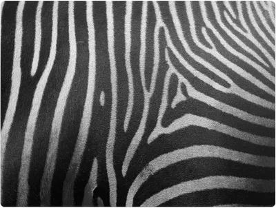 Produktbild von Zebrastreifen – Bodenschutzmatte – Rutschfest – Schutzmatte für Büro – Vinylmatte – Stuhlunterlage  – 120 x 90 cm