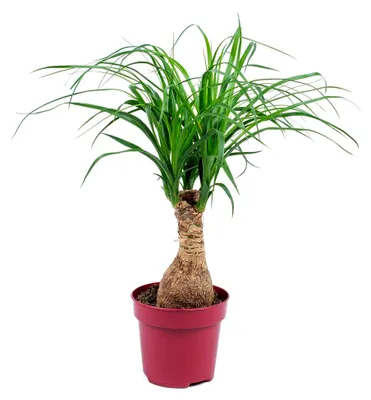 Produktbild von Beaucarnea Recurvata - Elefantenfuß - Zimmerpflanzen - Sehr Pflegeleicht - Luftreinigend - Höhe 30-40 cm - Topf 12 cm