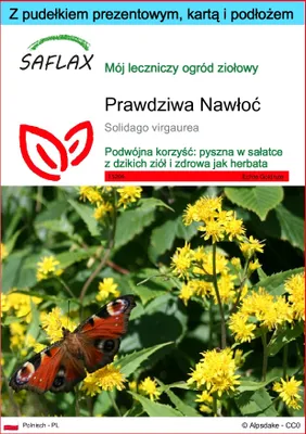 Zdjęcie produktu dla SAFLAX - Zestaw prezentowy - Prawdziwa Nawłoć - 100 Nasiona - Z pudełkiem upominkowym, etykietą wysyłkową, kartą podarunkową i podłożem uprawowym - Solidago virgaurea