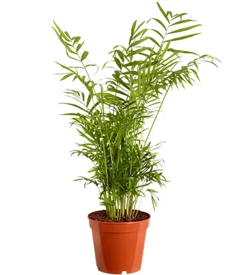 Produktbild von Dehner Bergpalme, Chamaedorea elegans, gefiedertes Blattwerk, 30-40 cm, Ø Topf 17 cm, Zimmerpalme