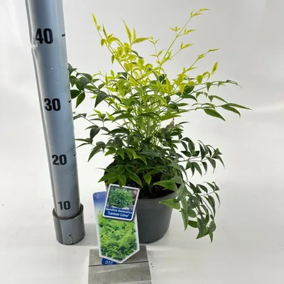 Obrázek produktu pro Nandina domestica Lemon & Lime ('Lemlim'PBR) – nebeský bambus | 20–25 cm v květináči
