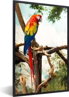 Produktbild von MuchoWow® Gerahmtes Poster Papagei - Vogel - Regenbogen - Tropisch 60x90 cm - Poster mit Schwarzem Bilderrahmen Wandposter Rahmen Foto Bilder - Kunst