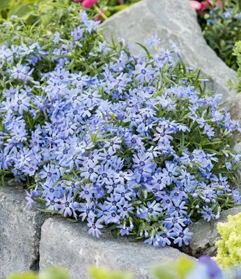Produktbild von BALDUR Garten 3x Blauer Teppich-Phlox, Pflanzen im 9x9 cm-Topf, winterhart, Polsterphlox, Polster-Flammenblume, Polsterstauden, Teppichphlox, Phlox subulata, trockenresistent
