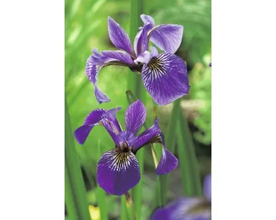 Obrázek produktu pro Kosatec strakatý FloraSelf Iris versicolor květináč Ø 9 cm