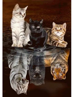 Image de Kit de peinture diamant 5D, motif chat, tigre, reflets, à réaliser soi-même, dimensions 30x40 cm