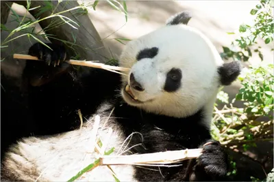 Produktbild von Wallario selbstklebendes Poster - Panda knabbert an Bambusstücken, Größe: 100 x 150 cm