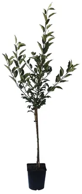 Produktbild von Goldparmäne historischer Herbstapfel Spindelbaum 100 - 120 cm im 5 Liter Topf schwachwachsend M9