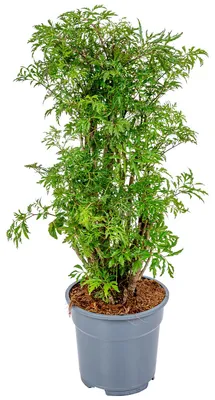 Image de Bloomique - Polyscias 'Fruticosa' - Aralia - Plante d'intérieur - Plante purificatrice d'air pour l'intérieur - Hauteur 50-60 cm - Pot 17 cm