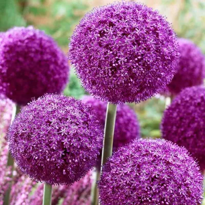 Produktbild von 25x Blumenzwiebeln Allium " Red Giant " Zierlauch Lila Kleinwüchsig mit großem Ball