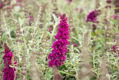 Produktbild von Buddleja davidii 'Buzz Magenta', Schmetterlingsflieder, magentafarben, 40–60 cm