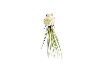 Obrázok produktu pre Gardners Mussels s Tillandsia Juncea