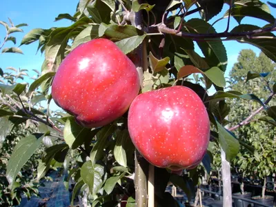 Produktbild von Gloster Apfelbaum - Buschbaum Topfballen (Versandzeit: ganzjährig)