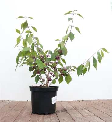 Produktbild von Callicarpa bodinieri 'Profusion', Schönfrucht, violette Beeren, 60–80 cm