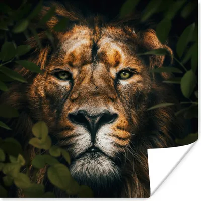 Produktbild von MuchoWow® Poster Pflanzen - Löwe - Dschungel 75x75 cm - Wand Dekoration