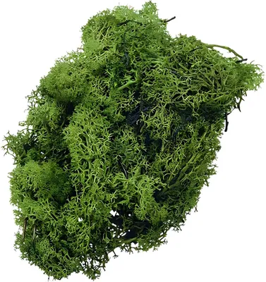 Produktbild von KNORR PRANDELL 216695442 Islandmoos Naturmoos gefärbt grün
