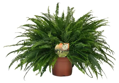 Image de Nephrolepis Green Lady - 50-60cm - Ø19cm - Plante d'intérieur - Vert persistant