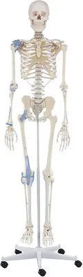 Produktbild von Erler Zimmer Skelettmodell "Skelett Otto mit Bandapparat"