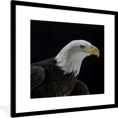 Produktbild von MuchoWow® Gerahmtes Poster Adler - Vogel - Schnabel - Schwarz 40x40 cm - Poster mit Schwarzem Bilderrahmen Wandposter Rahmen Foto Bilder - Poster - Plakat im Rahmen