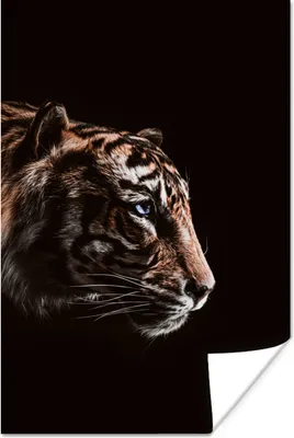 Produktbild von MuchoWow® Poster Tiger - Porträt - Raubtier 60x90 cm - Wanddekoration