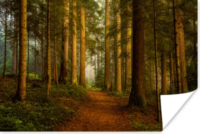 Produktbild von MuchoWow® Poster Wald - Natur - Bäume - Landschaft - Laub 30x20 cm - Plakate - Print
