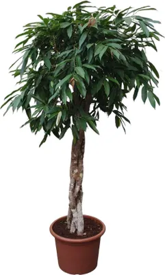 Obrázok produktu pre Gumovník - Ficus Amstel King - Izbová rastlina - 190cm - ø45cm