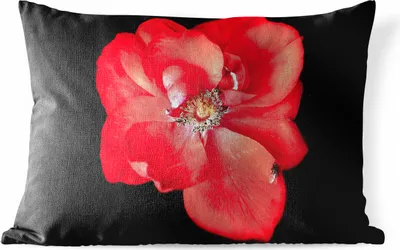 Produktbild von MuchoWow® Outdoor Kissen - Ein Bild einer roten Pfingstrose auf schwarzem Hintergrund - 60x40 cm - Wetterfest - Lounge Kissen - Zierkissen - Kissen für Innenräume