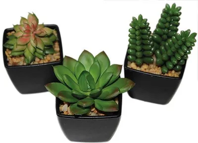 Produktbild von Kakteen-Mix, 6-9cm in edlem schwarzem Topf