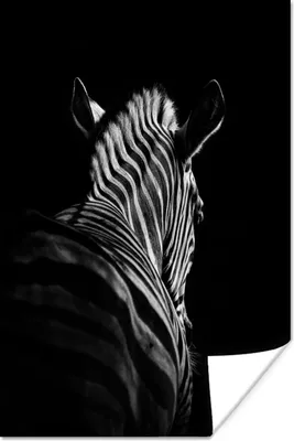 Produktbild von MuchoWow® Poster Zebra - Tier - Schwarz und weiß - Wildtiere 40x60 cm - Plakate für die Wand - Poster Babyzimmer