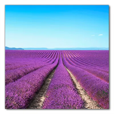 Produktbild von Wallario selbstklebende Möbelfolie/ Tischdecke für Innen und Außen, Größe: 70 x 70 cm - Lavendelfeld unter blauem Himmel